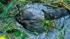 Російський манекен